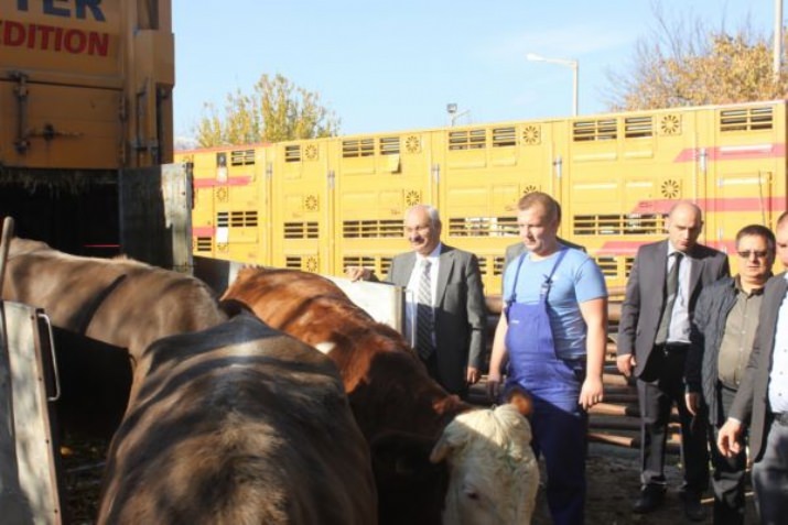 190 Adet Simental Ve Brown Swiss Irkı Gebe Düve Dağıtımına Başlandı